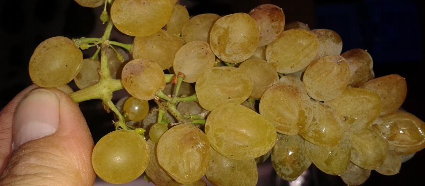 uvas